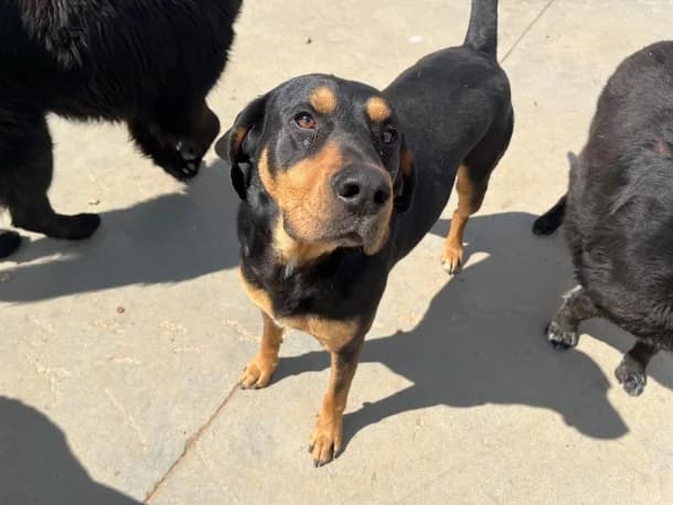 Csoki, male 4yo mixed breed for adoption at SOS Dogs FPCC Oradea, Oradea