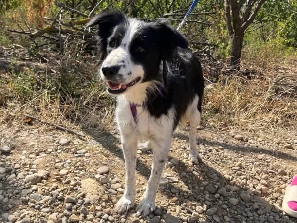 Tasha, female 5yo Border Collie for adoption at SOS Dogs FPCC Oradea, Oradea