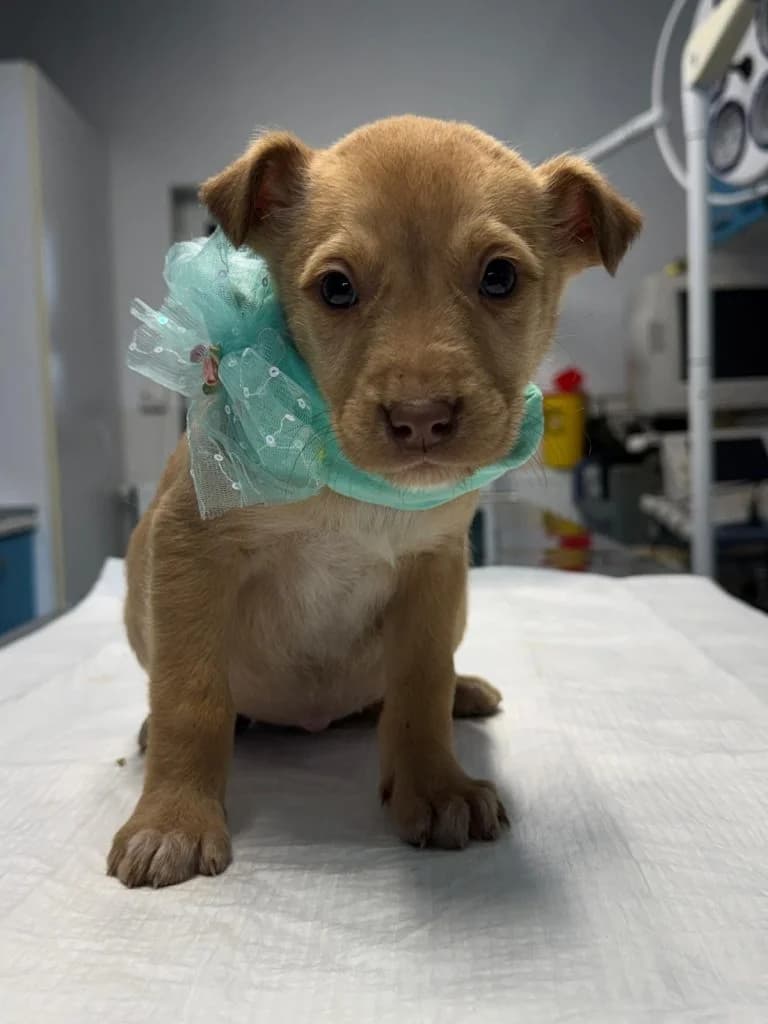 Vanilie, female Mixed Breed for adoption at Crevedia