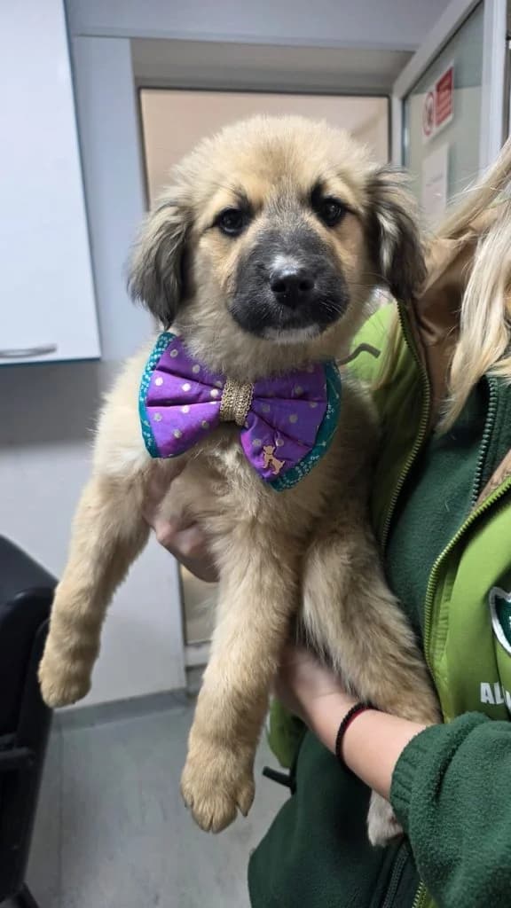 Contur, male Mixed Breed for adoption at Crevedia