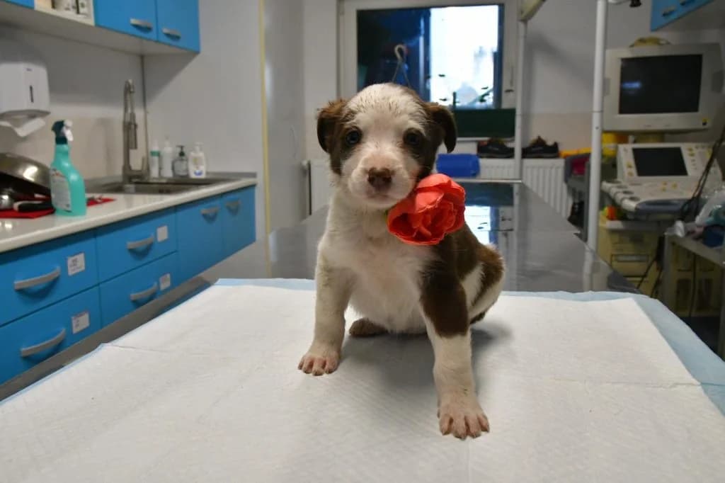 Ina, female Mixed Breed for adoption at Crevedia