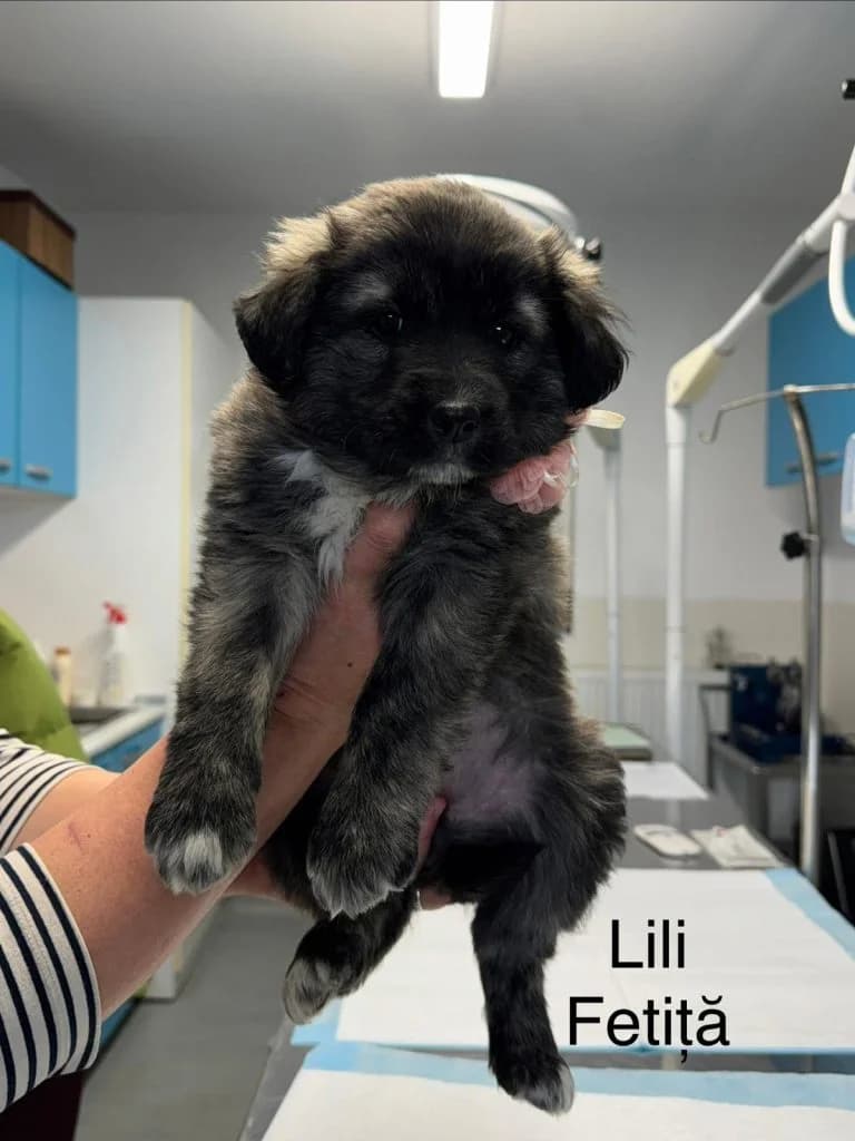 Lili, female Mixed Breed for adoption at Crevedia