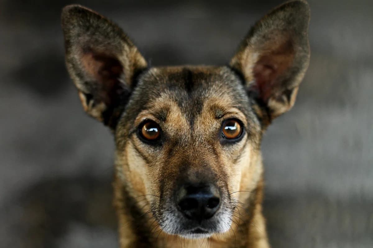 Dogs’ hearing, Mixed Breed for adoption at Speranța Shelter Foundation