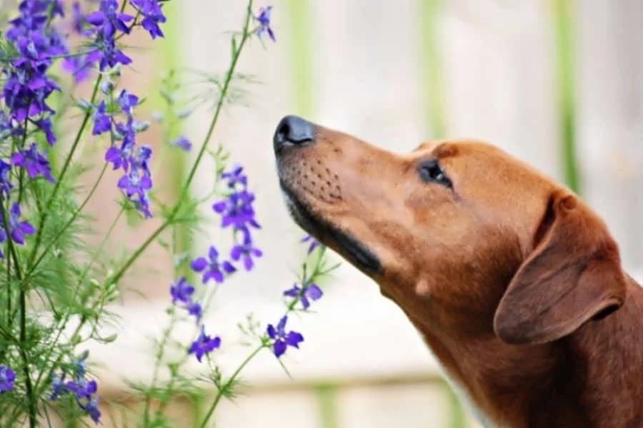 Dogs’ smell, male Mixed Breed for adoption at Speranța Shelter Foundation