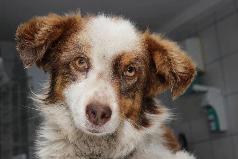 Dogs’ sight, puppy Mixed Breed for adoption at Speranța Shelter Foundation