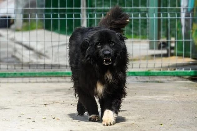 Negrilă, senior Mixed Breed for adoption at Speranța Shelter Foundation