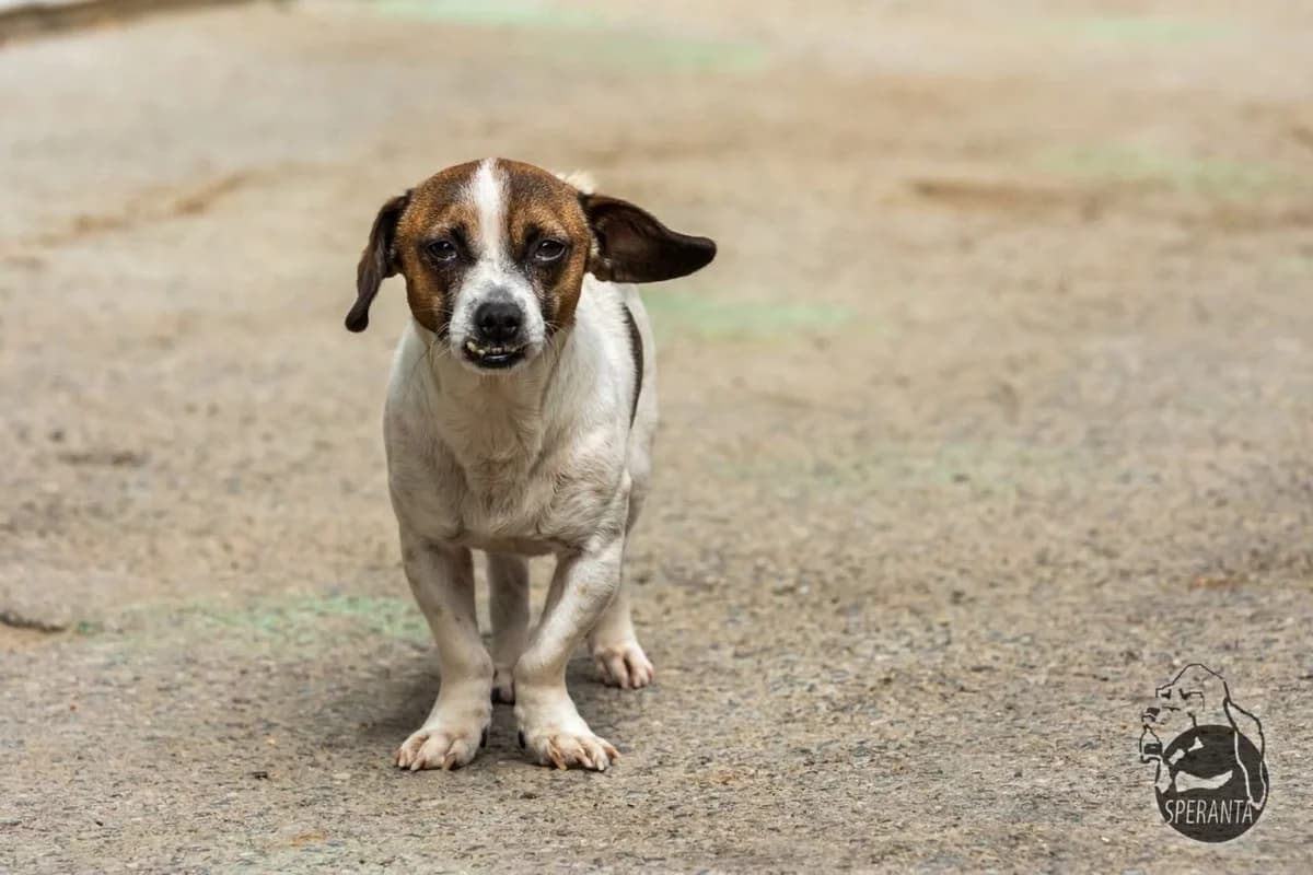 Bobiță, Mixed Breed for adoption at Speranța Shelter Foundation