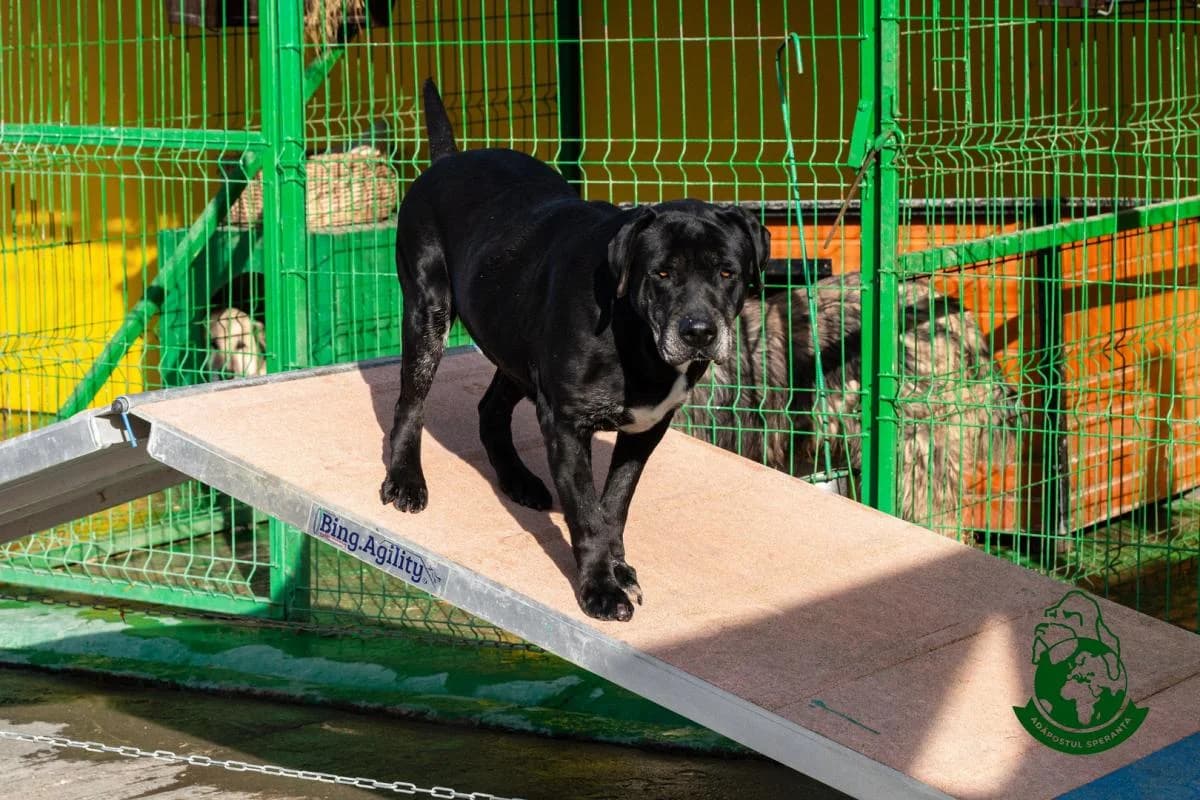 Hera, mixed breed for adoption at Speranța Shelter Foundation