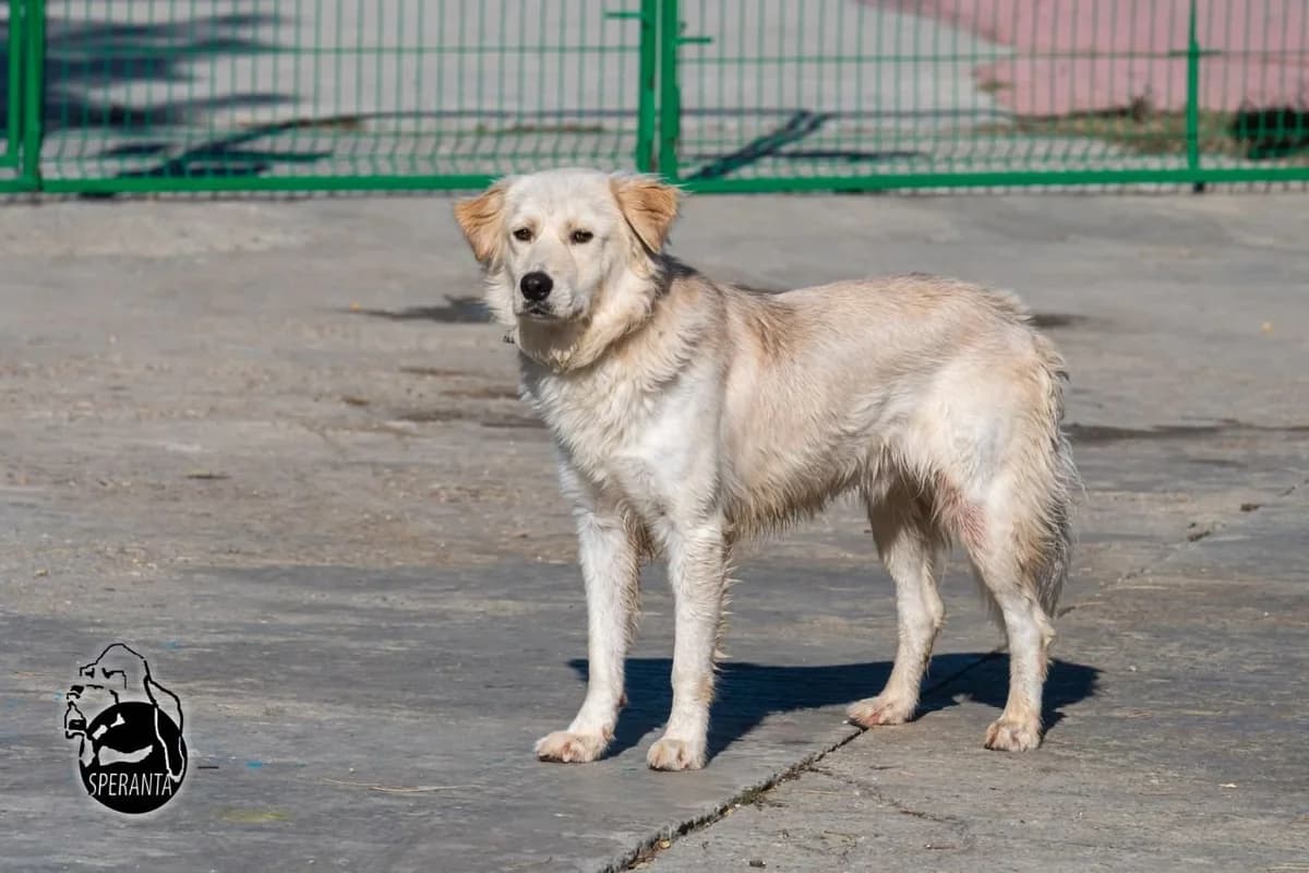 Mărțișor, puppy Mixed Breed for adoption at Speranța Shelter Foundation