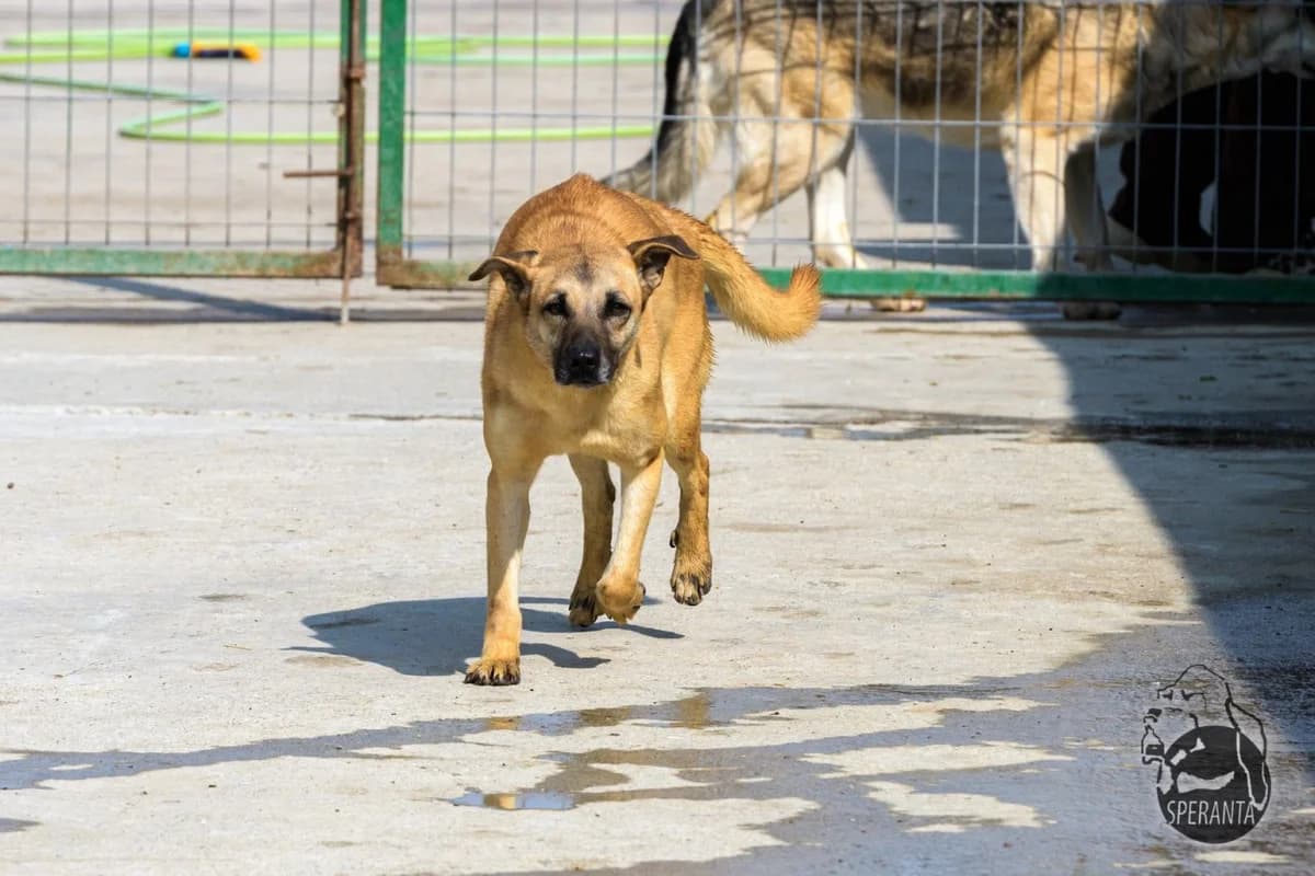 Norocica, mixed breed for adoption at Speranța Shelter Foundation