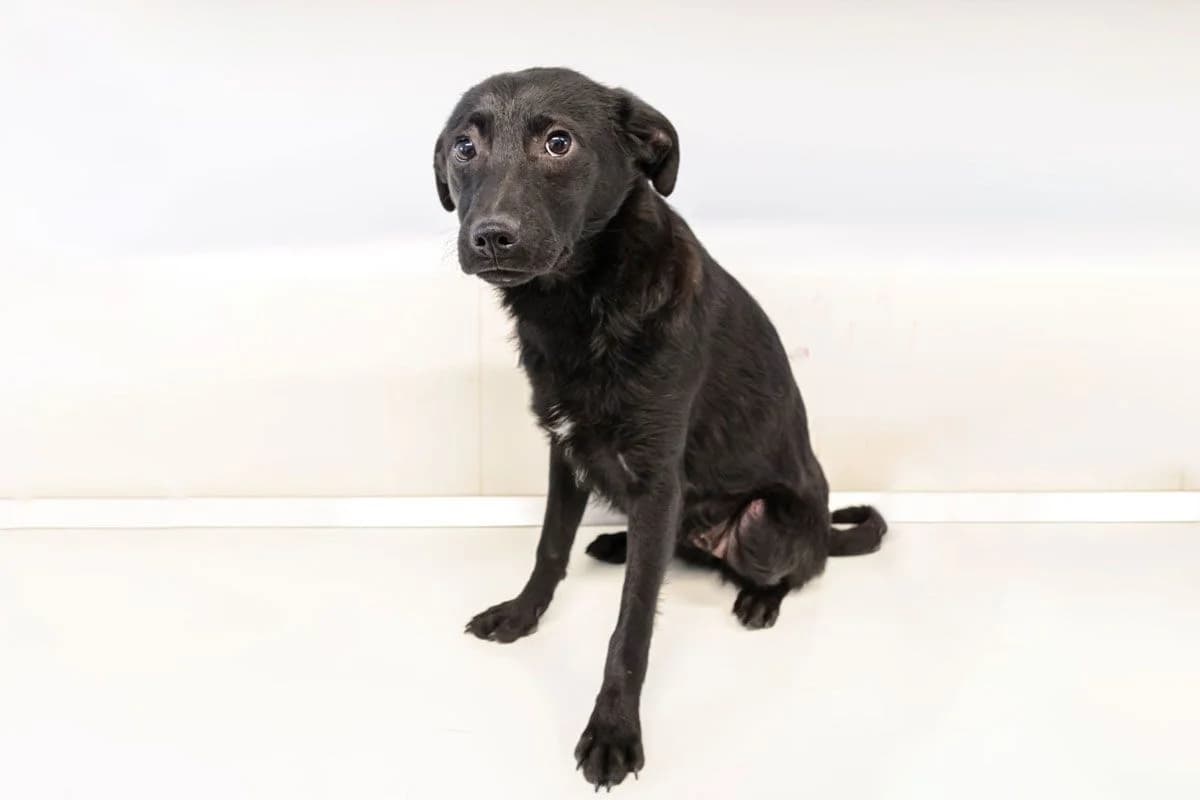 Rafa, 4yo Mixed Breed for adoption at Speranța Shelter Foundation