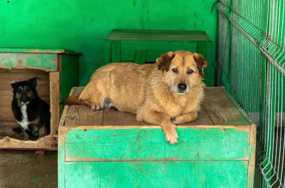 Bobby, senior Mixed Breed for adoption at Speranța Shelter Foundation