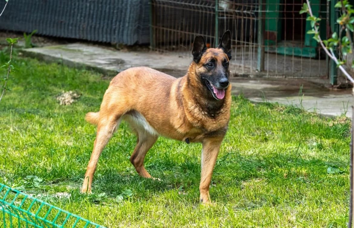 Cluj, senior Mixed Breed for adoption at Speranța Shelter Foundation