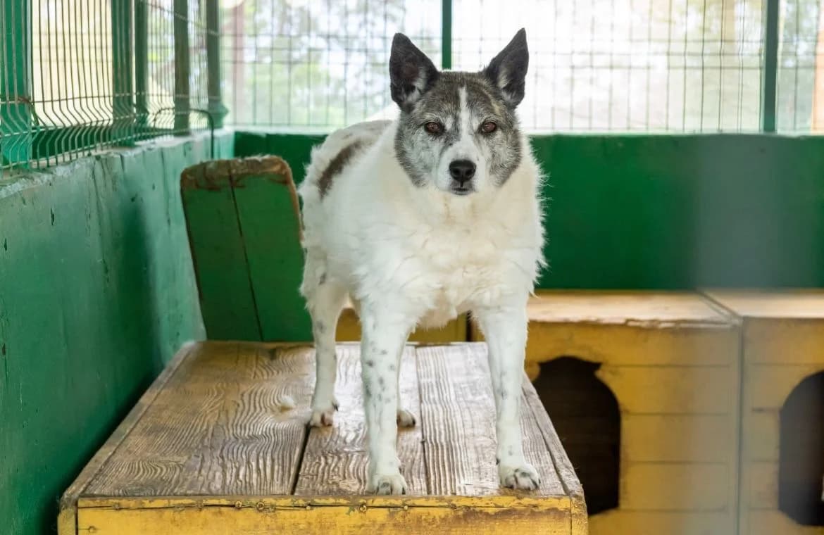Florica, male senior Mixed Breed for adoption at Speranța Shelter Foundation