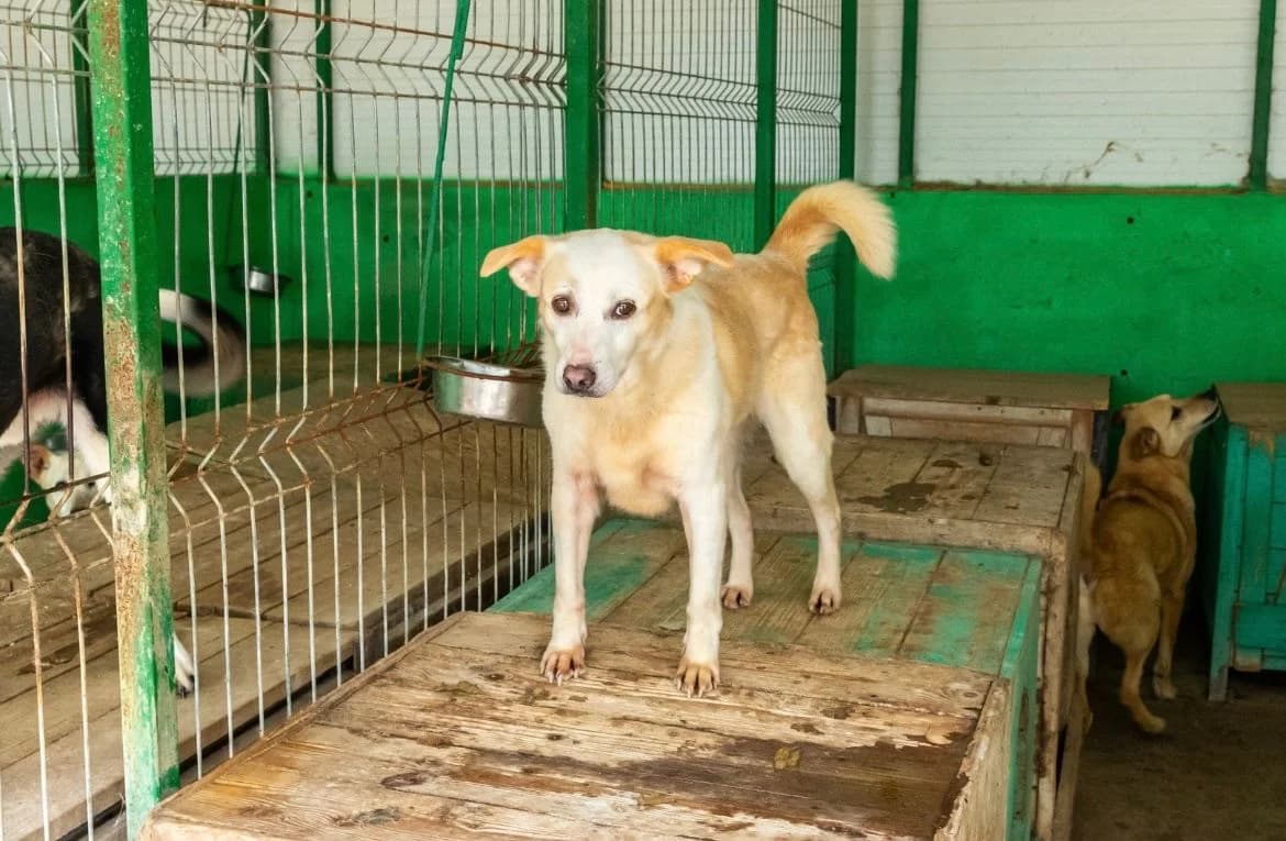 Greta Zam, senior Mixed Breed for adoption at Speranța Shelter Foundation