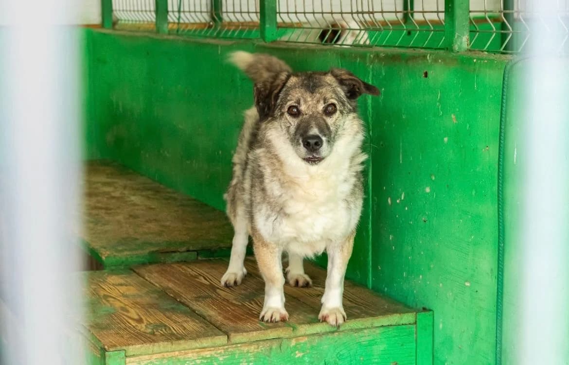Leona, Mixed Breed for adoption at Speranța Shelter Foundation