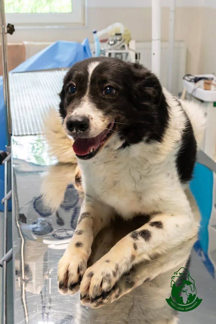 Rita, senior Mixed Breed for adoption at Speranța Shelter Foundation