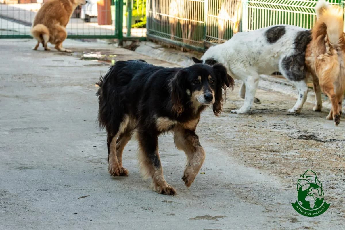 Matilda, senior Mixed Breed for adoption at Speranța Shelter Foundation