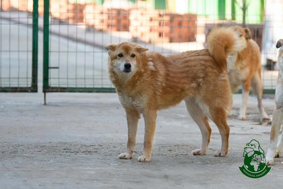 Alice, senior Mixed Breed for adoption at Speranța Shelter Foundation