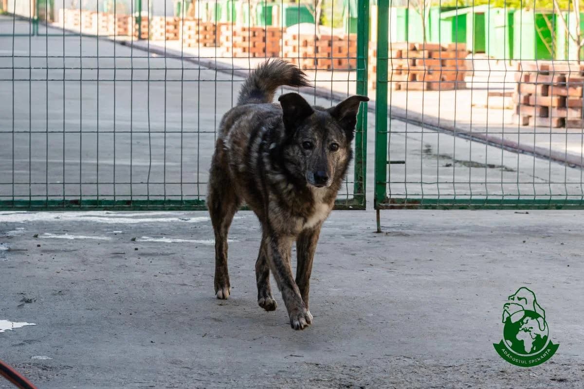 Cara, senior Mixed Breed for adoption at Speranța Shelter Foundation