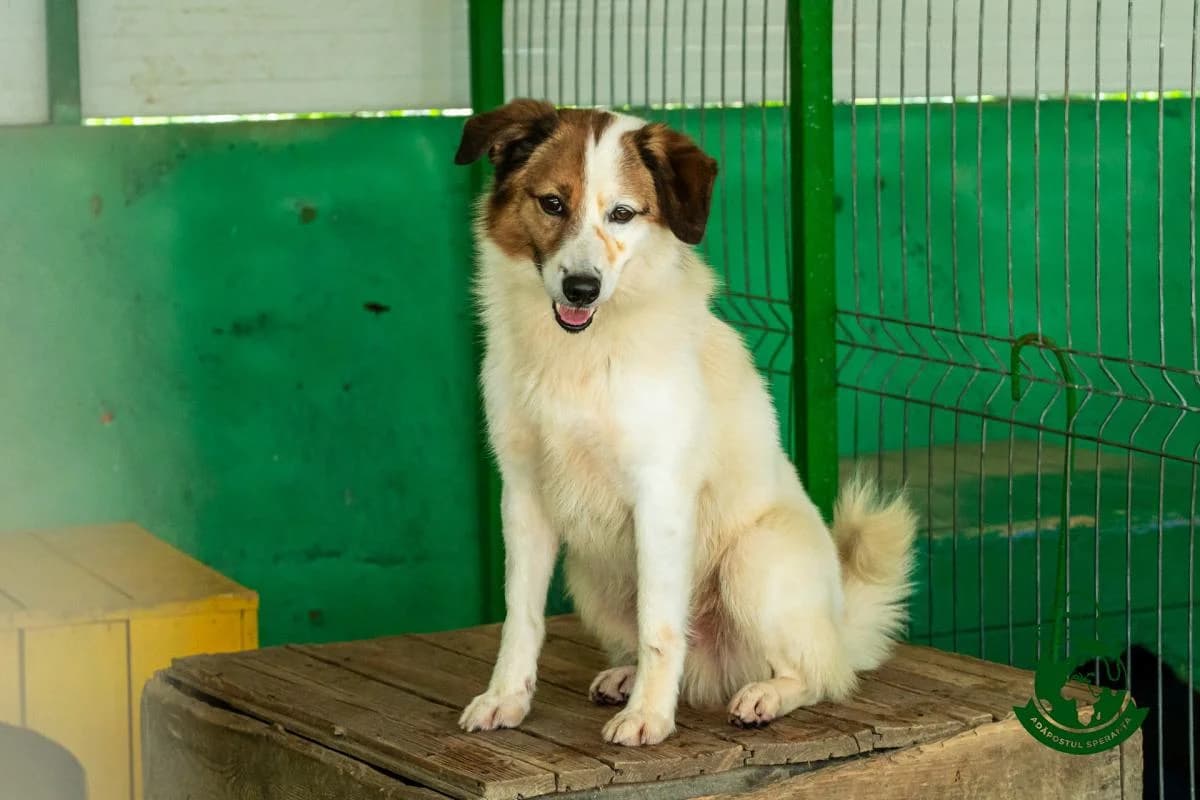 Morogan, senior Mixed Breed for adoption at Speranța Shelter Foundation