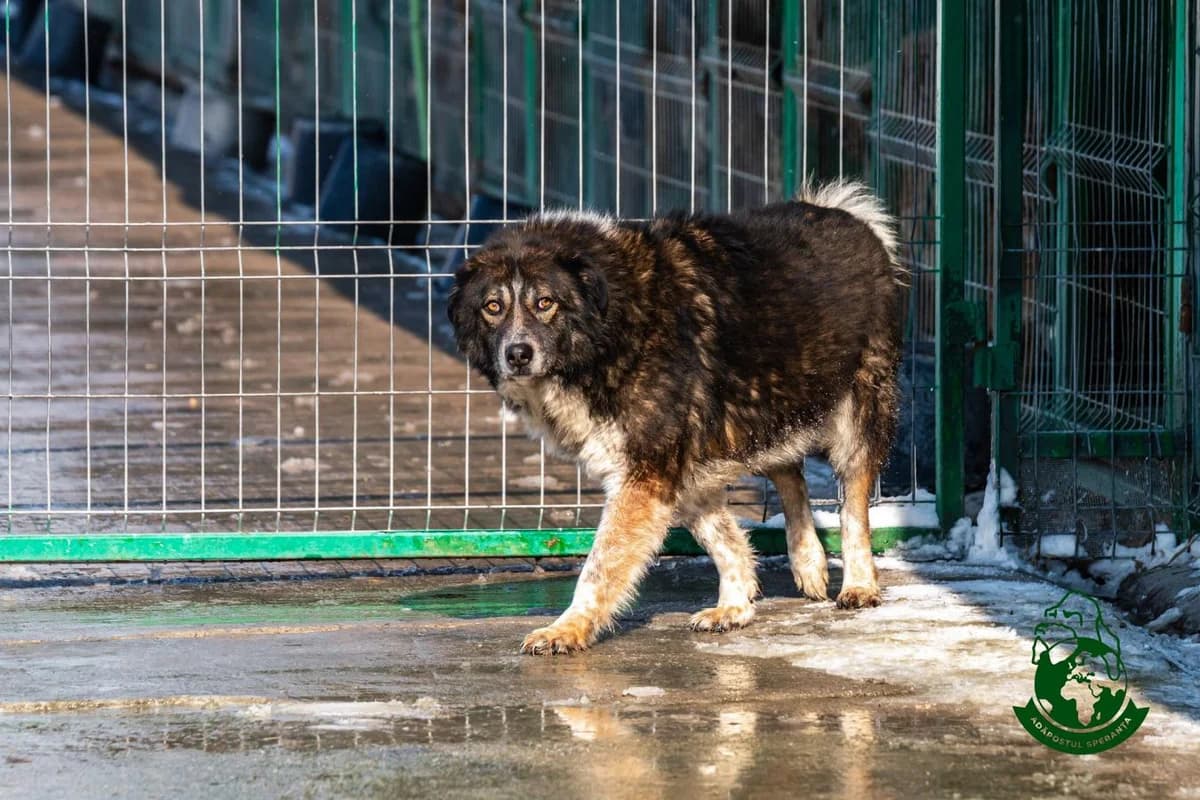 Doru-Băiatu, senior Mixed Breed for adoption at Speranța Shelter Foundation