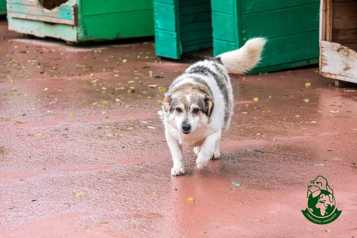 Barika, senior Mixed Breed for adoption at Speranța Shelter Foundation