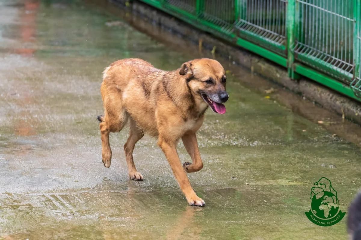 Sana Galbenă, 5yo Mixed Breed for adoption at Speranța Shelter Foundation