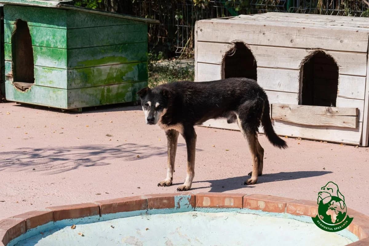 Ruby, senior Mixed Breed for adoption at Speranța Shelter Foundation