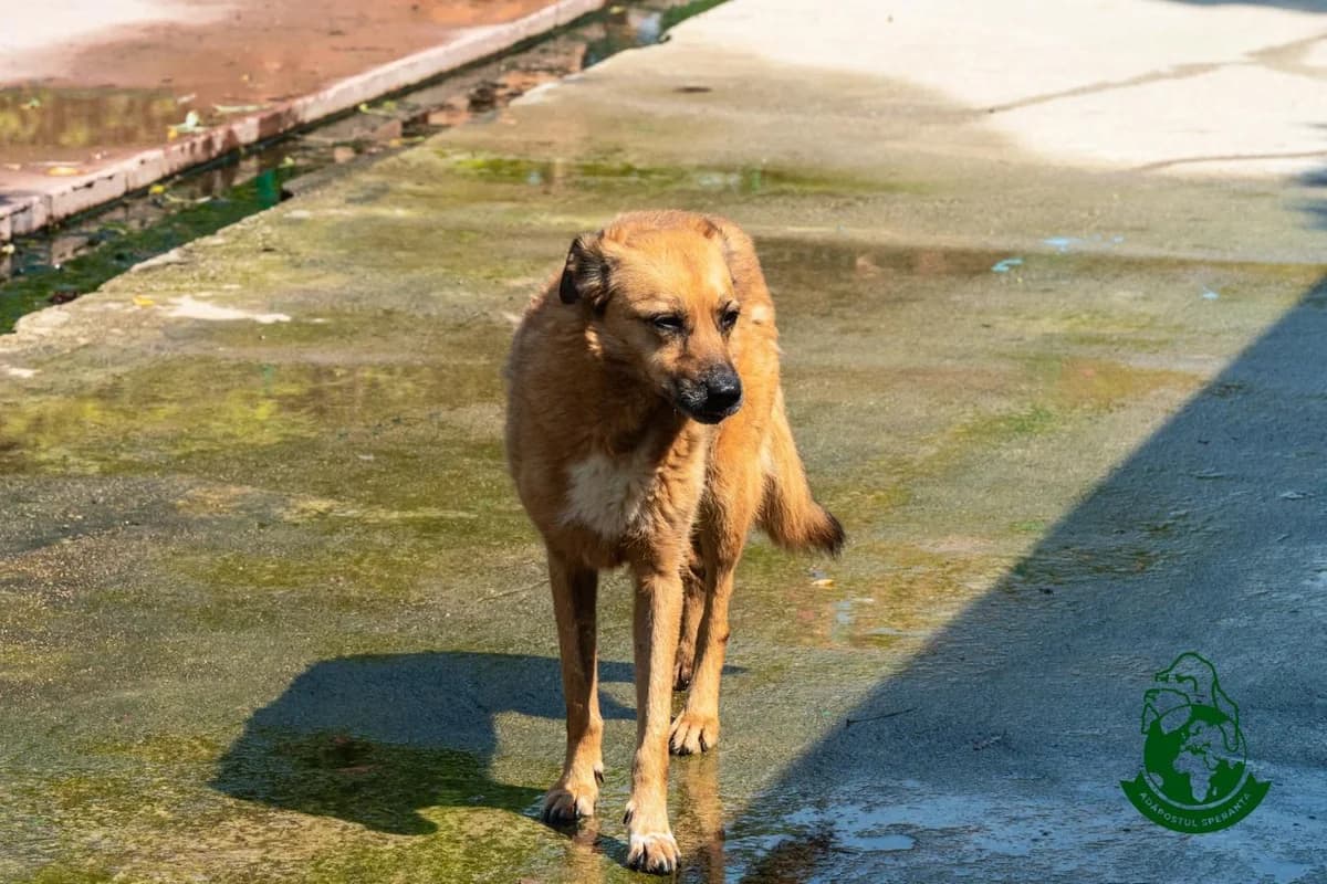 Pica Galbena, senior Mixed Breed for adoption at Speranța Shelter Foundation