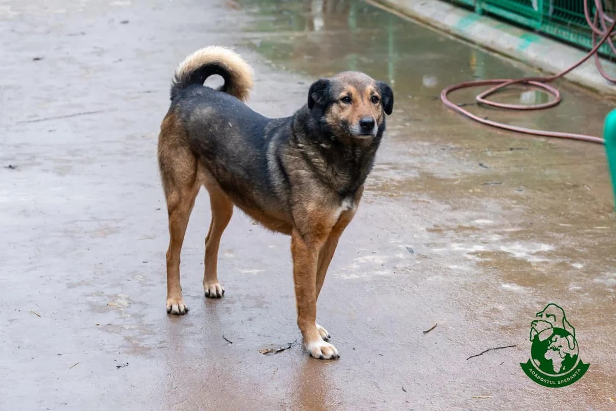Mara, senior Mixed Breed for adoption at Speranța Shelter Foundation