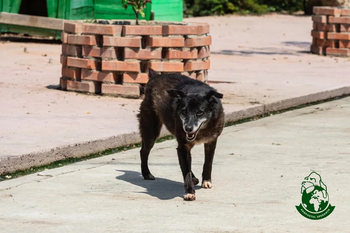 Neni, male Mixed Breed for adoption at Speranța Shelter Foundation