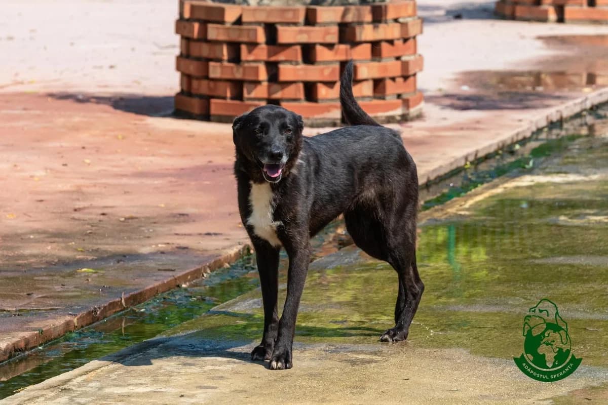 Speranța, male 7yo Mixed Breed for adoption at Speranța Shelter Foundation