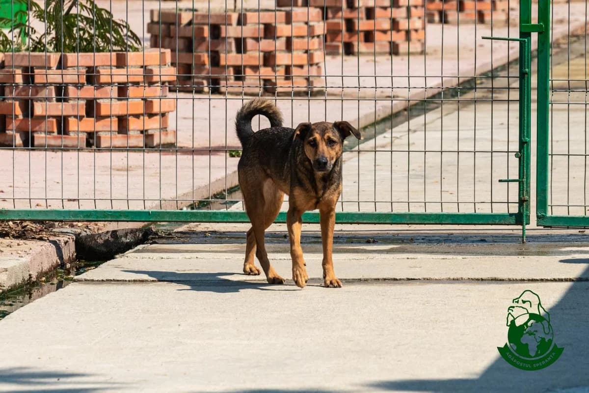 Lara Înăltuța, 7yo Mixed Breed for adoption at Speranța Shelter Foundation