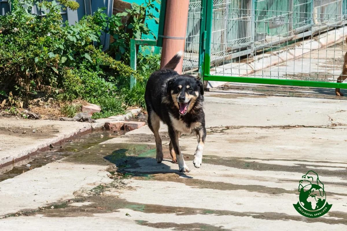 Blacky, senior Mixed Breed for adoption at Speranța Shelter Foundation