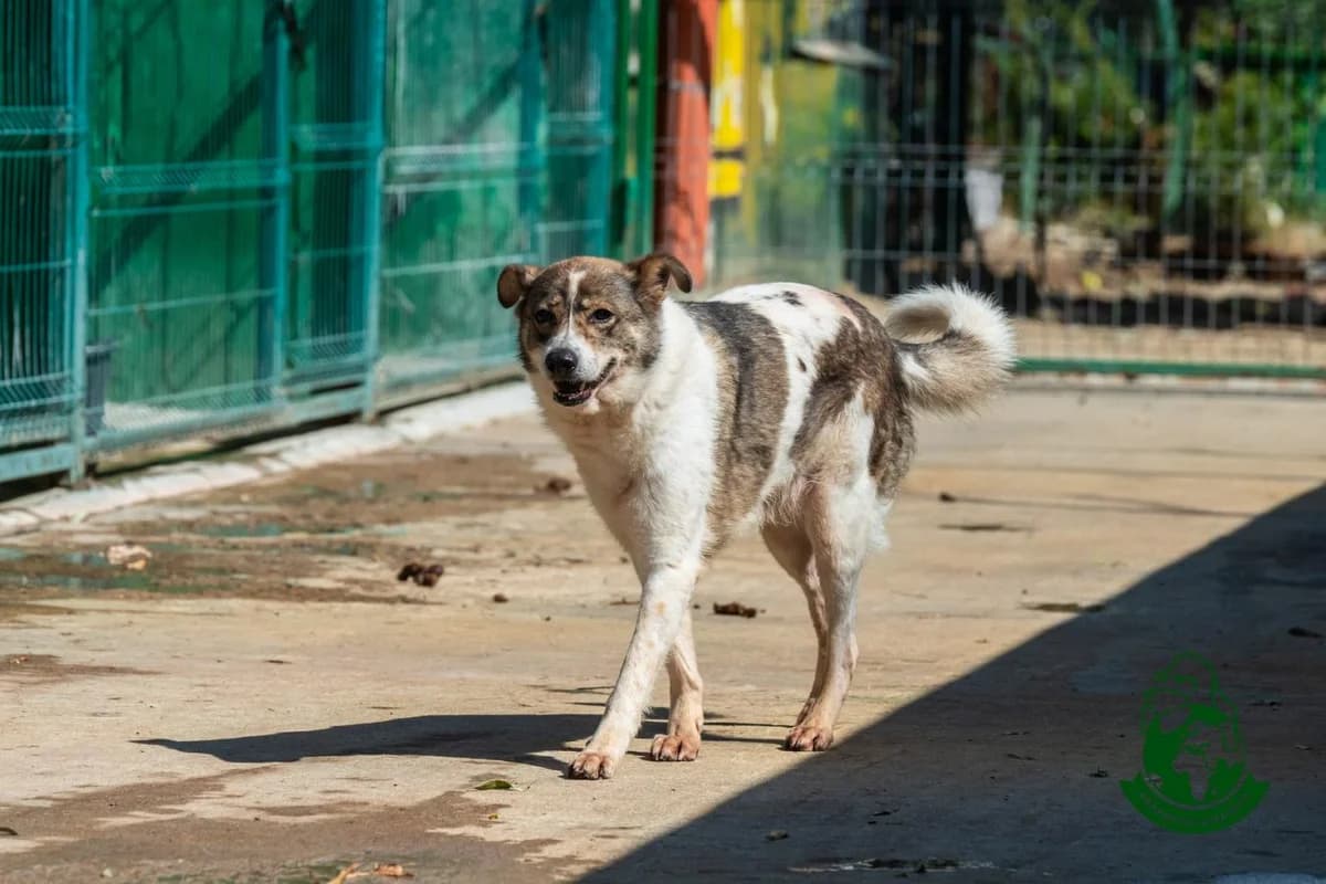 Lady, senior Mixed Breed for adoption at Speranța Shelter Foundation