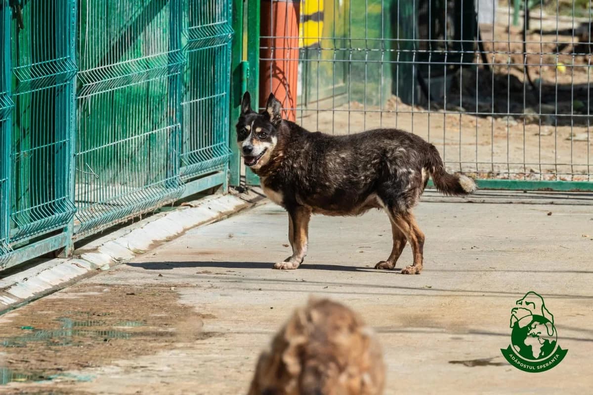 Giulia, senior Mixed Breed for adoption at Speranța Shelter Foundation