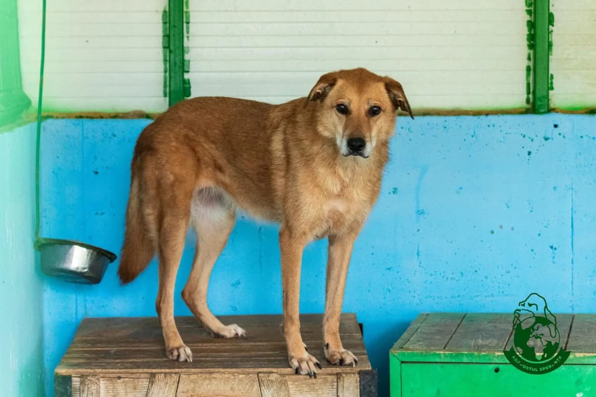 Roșcata, senior Mixed Breed for adoption at Speranța Shelter Foundation
