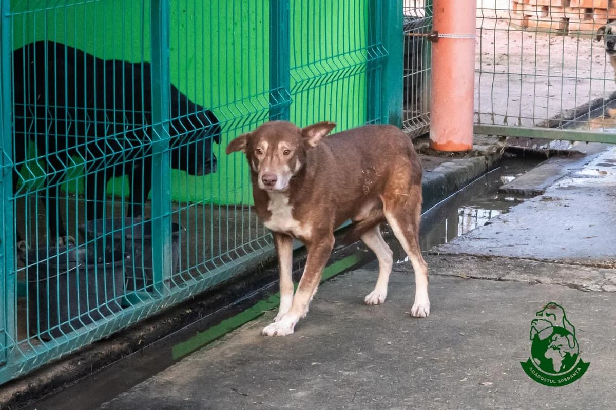 Bro, Mixed Breed for adoption at Speranța Shelter Foundation