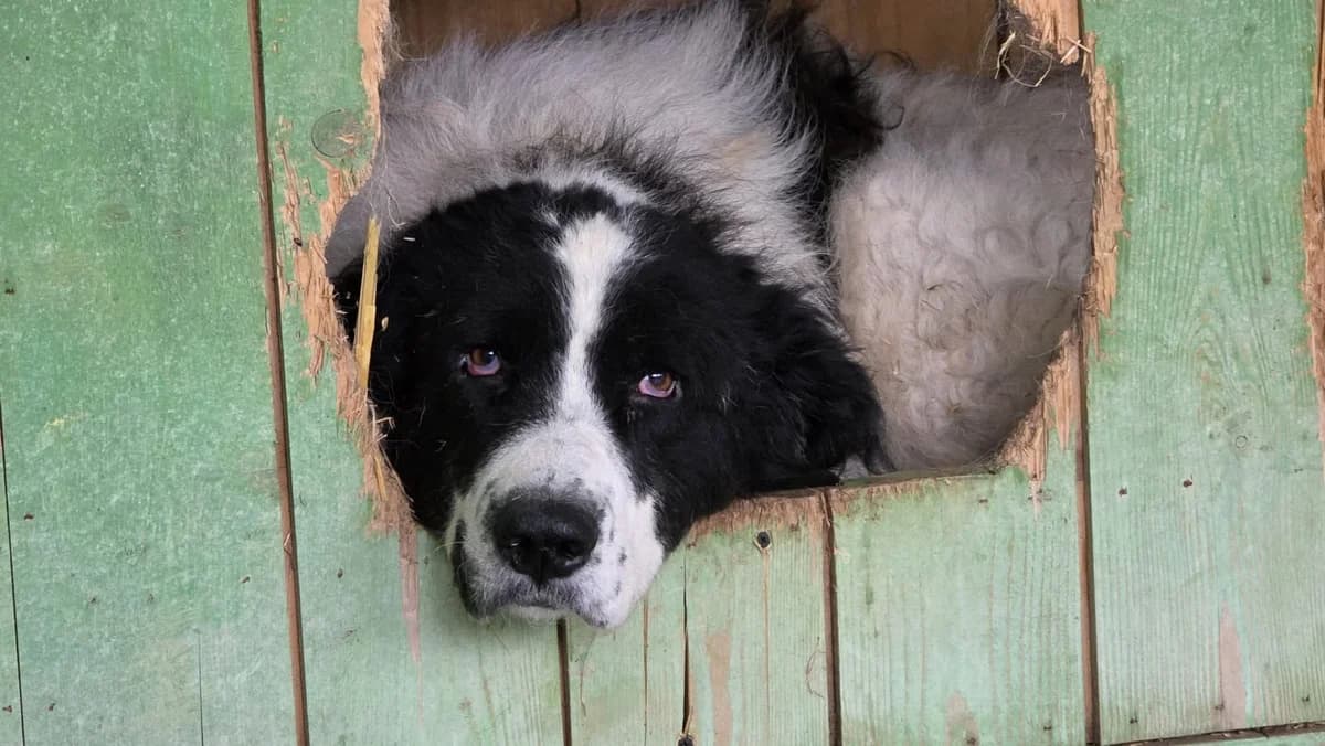 Papion, Mixed Breed for adoption at Speranța Shelter Foundation