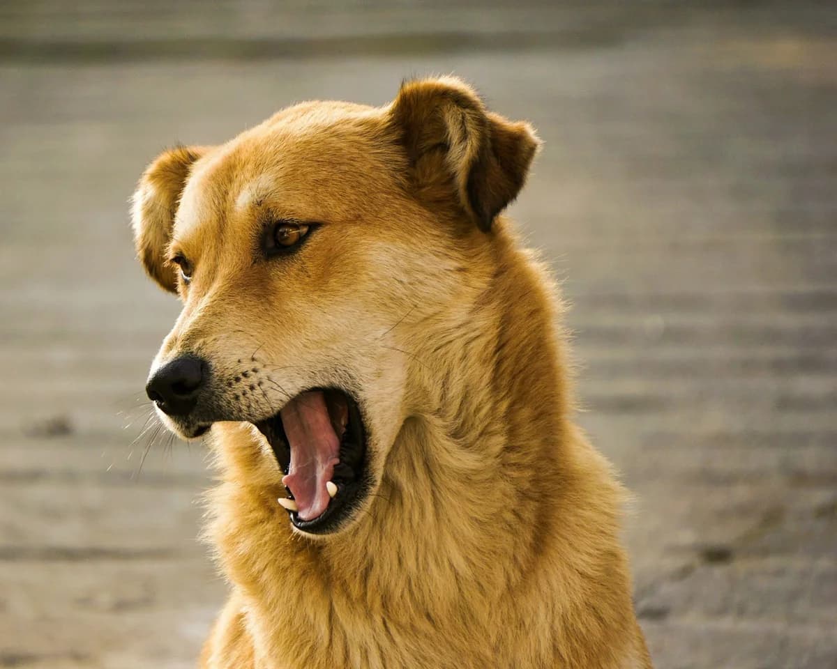 Sfaturi pentru proprietarii de câini din rase cu potențial agresiv, male Mixed Breed for adoption at Speranța Shelter Foundation