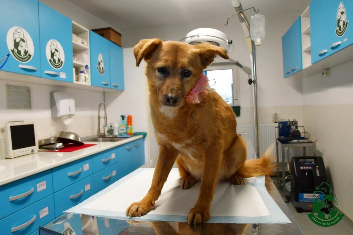 Cara Galbenă, senior Mixed Breed for adoption at Speranța Shelter Foundation