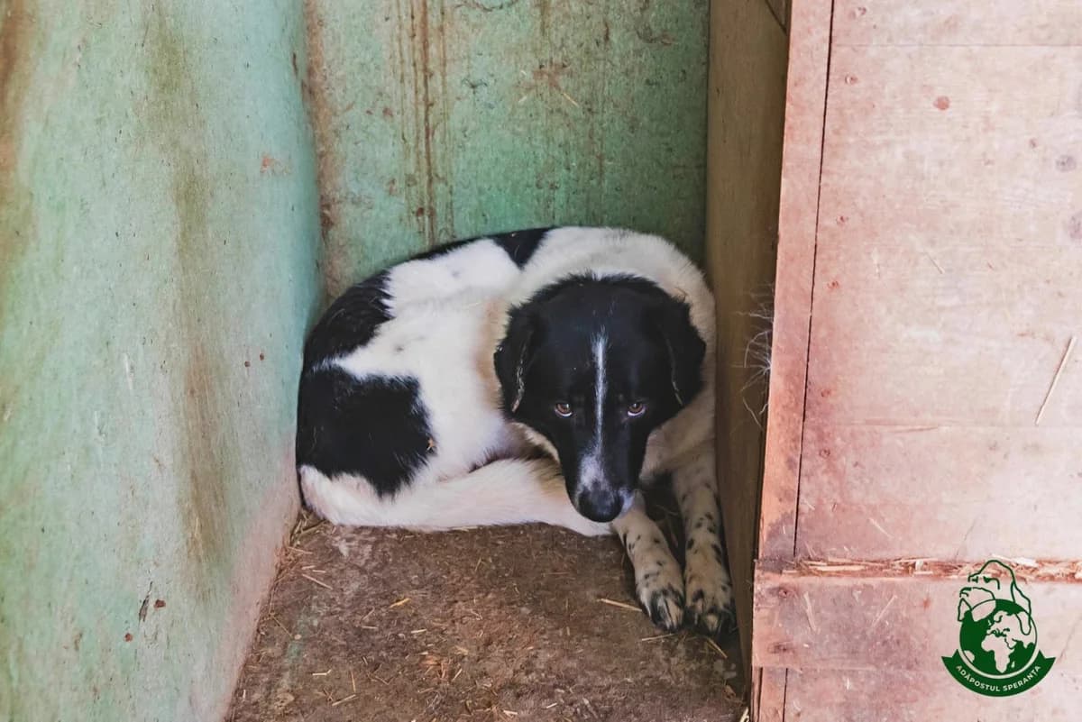 Bliț, Mixed Breed for adoption at Speranța Shelter Foundation
