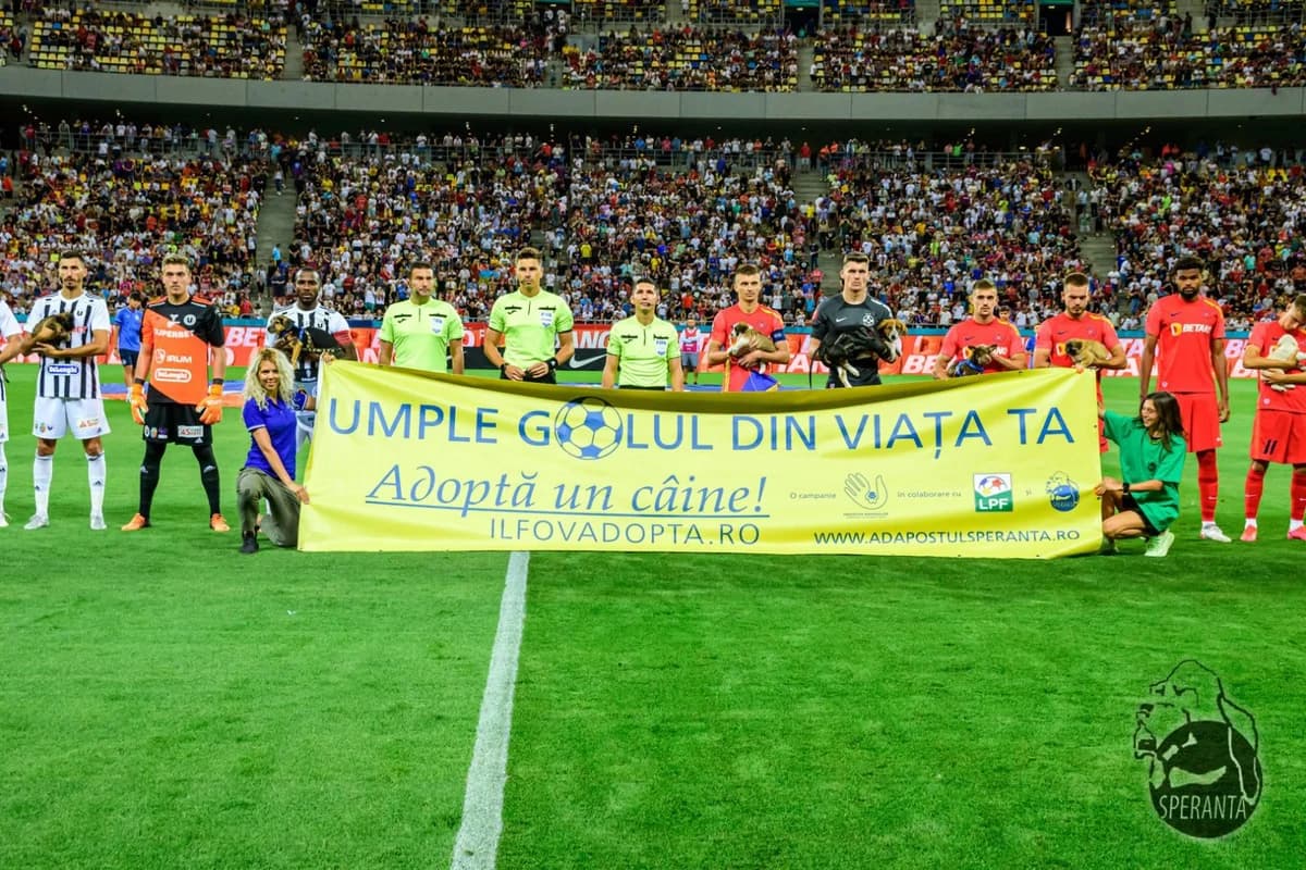 Umple golul din viața ta, male Mixed Breed for adoption at Speranța Shelter Foundation