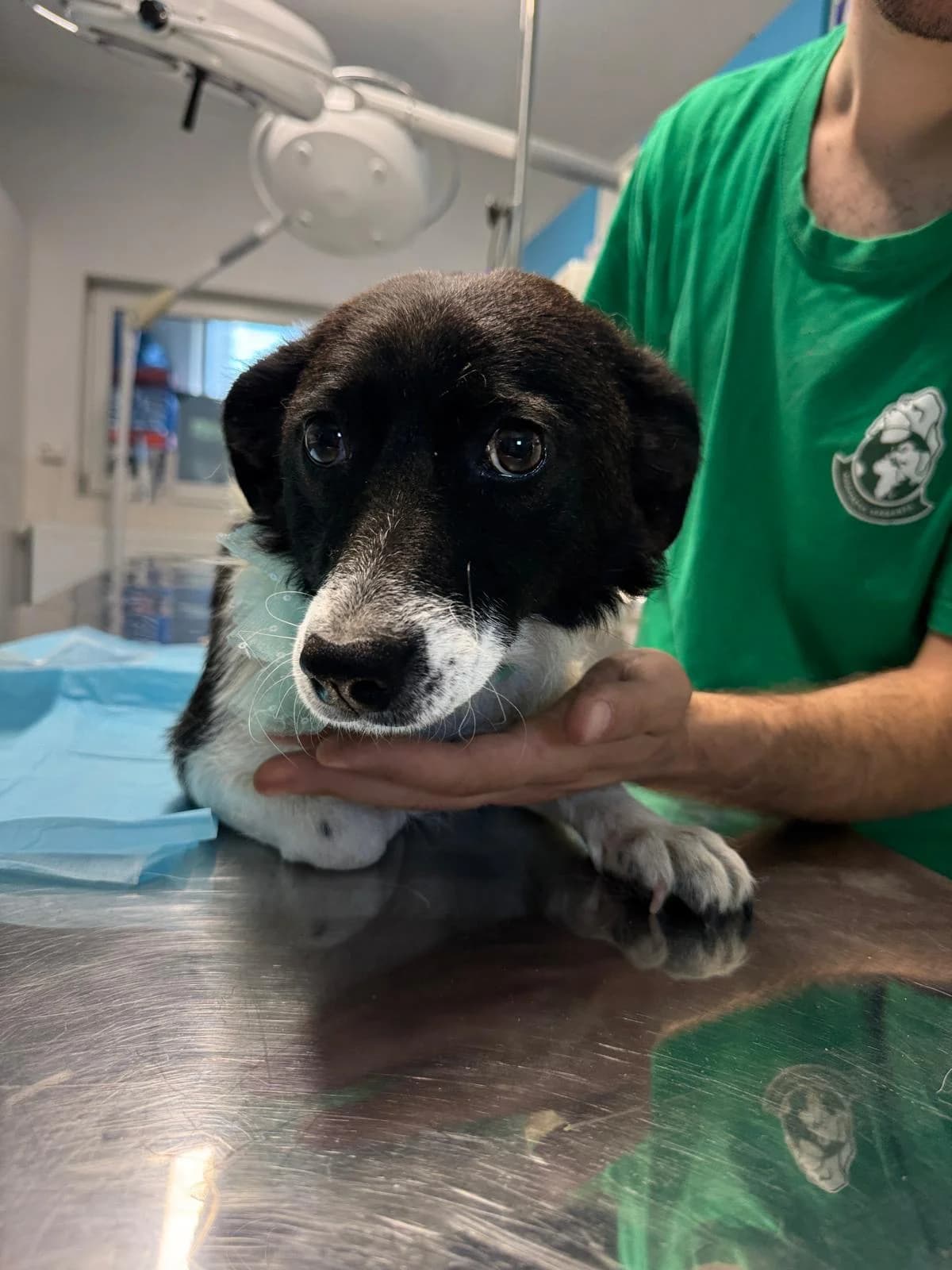 Didi, Mixed Breed for adoption at Speranța Shelter Foundation
