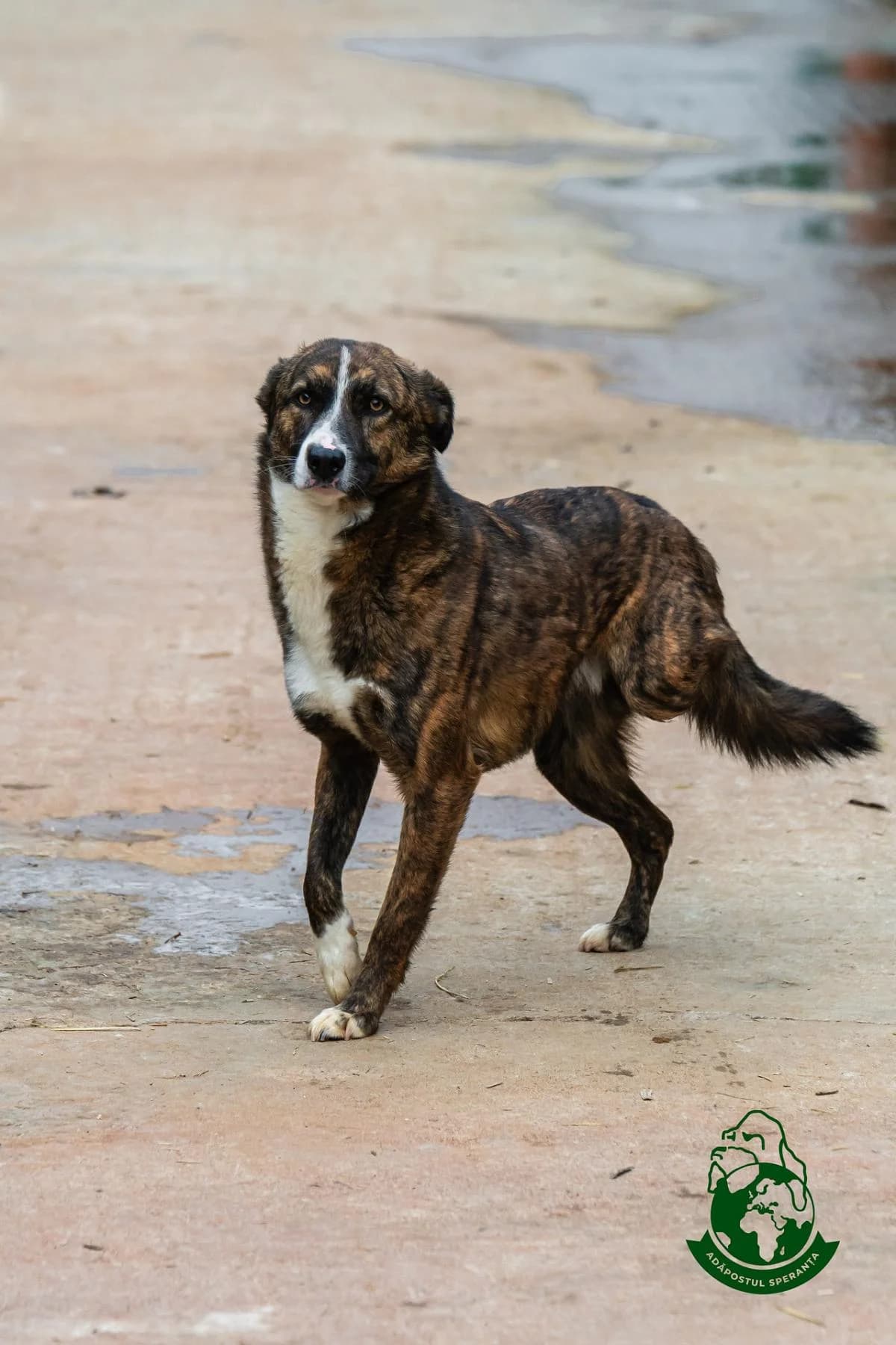 Trio, 3yo Mixed Breed for adoption at Speranța Shelter Foundation
