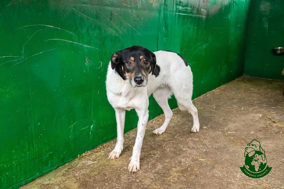 Mozaic, puppy Mixed Breed for adoption at Speranța Shelter Foundation