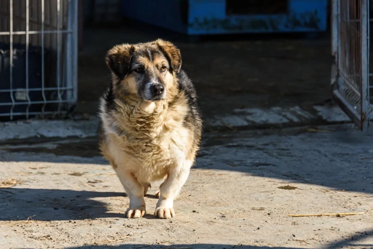 Bobo, senior Mixed Breed for adoption at Speranța Shelter Foundation
