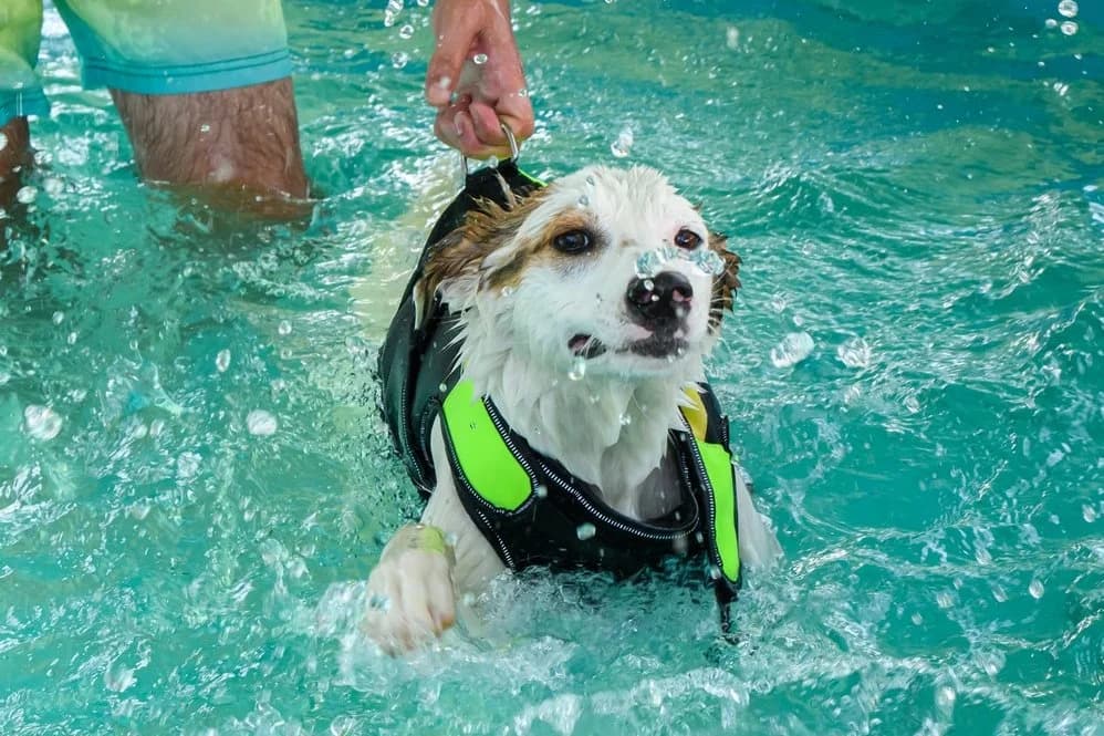 Xena, male Mixed Breed for adoption at Speranța Shelter Foundation