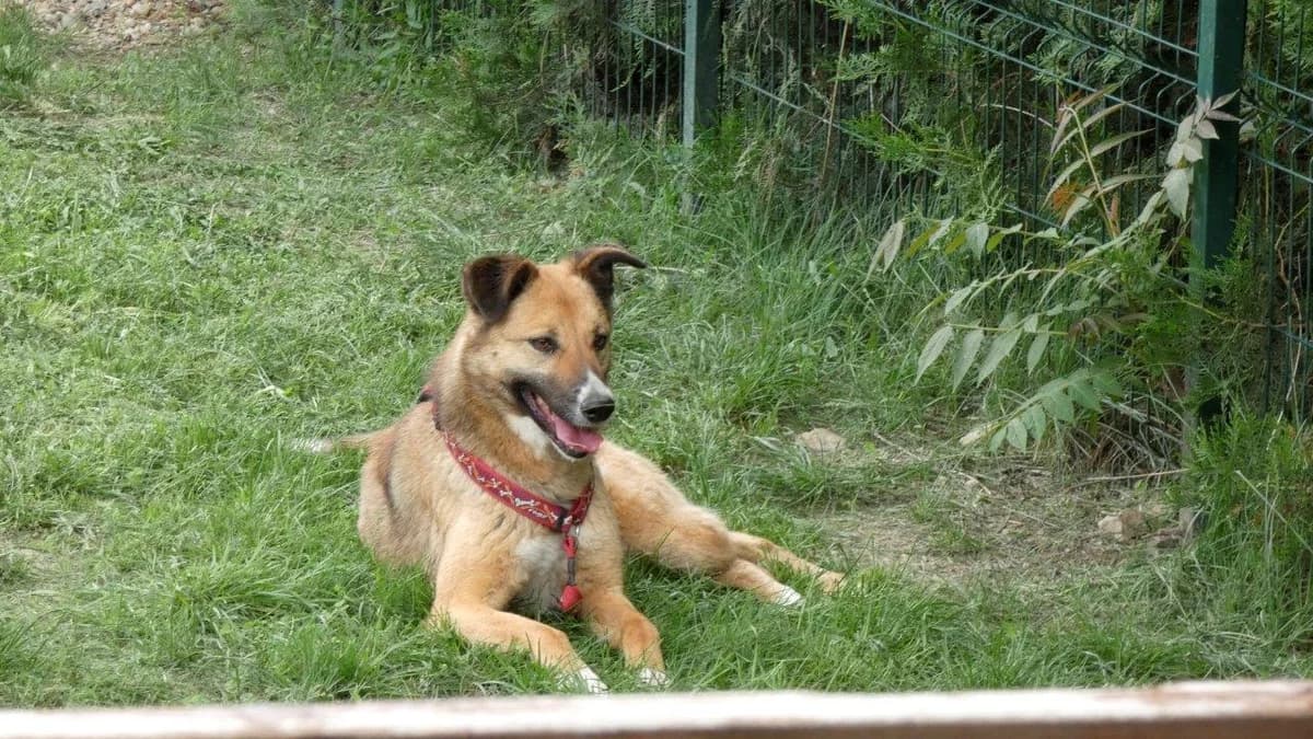 Callia, Bej female Mixed Breed for adoption at Urme de Bucurie, Cernavodă